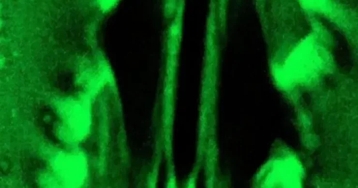 Elmi dünyada bir ilk: Bitkilərin tənəffüsü belə olur VİDEO