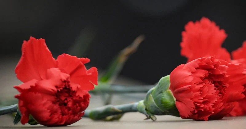 Yas mərasimlərinə apardığınız güllərin rəngi nələri İFADƏ EDİR?