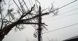 Elektrik naqillərinin, hündür ağacların altında dayanmayın!