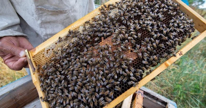 Azərbaycanda arı ailələri niyə məhv olur? VİDEO