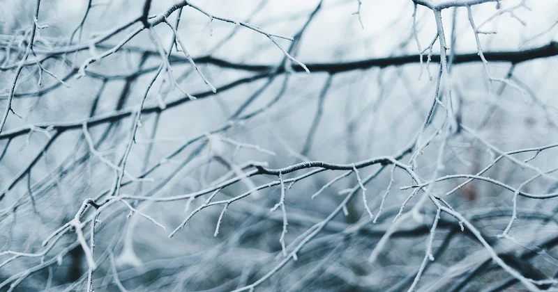 В Баку пришла зимняя магия Minval Politika