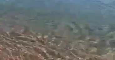 Пляжи на египетском курорте закрыли из за появления акулы у берега ВИДЕО