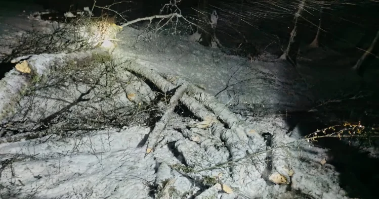 Ağac aşdı yol bağlandı VİDEO