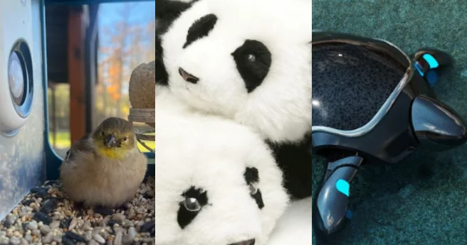 Gələcək buradadır Yeriyən tozsoran, oxuyan konfet, robot tısbağa...