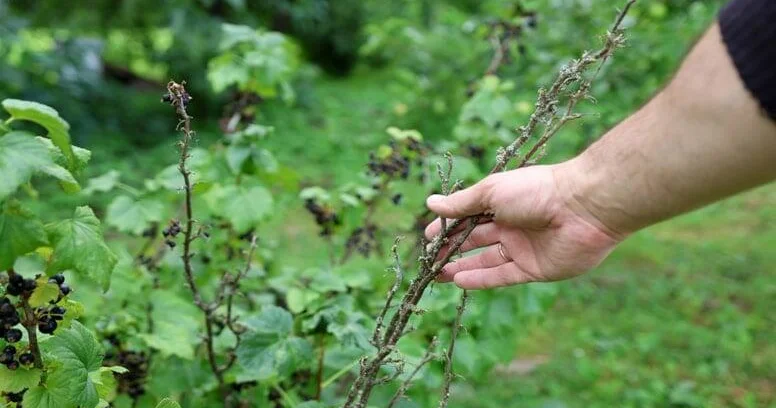 Həm yeyən, həm də əkən qazanır KONKRET