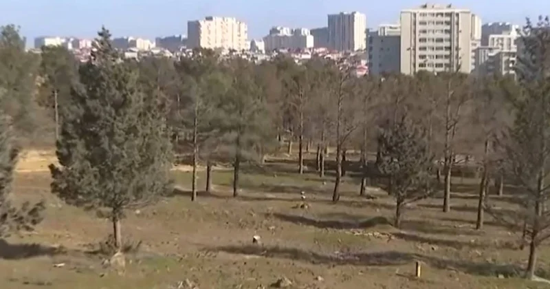 Qanlıgöl ətrafındakı meşəlik məhv olur: Park vədi yalan çıxır?