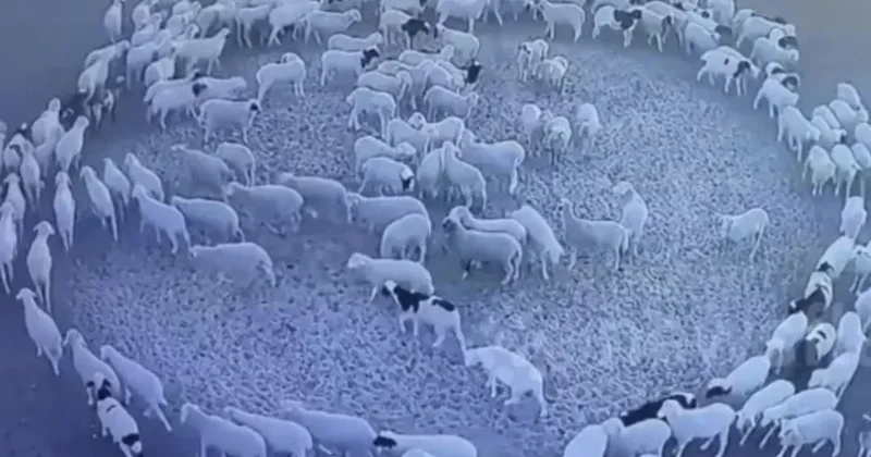 Türkiyədə hamı bu qoyunlardan DANIŞIR VİDEO