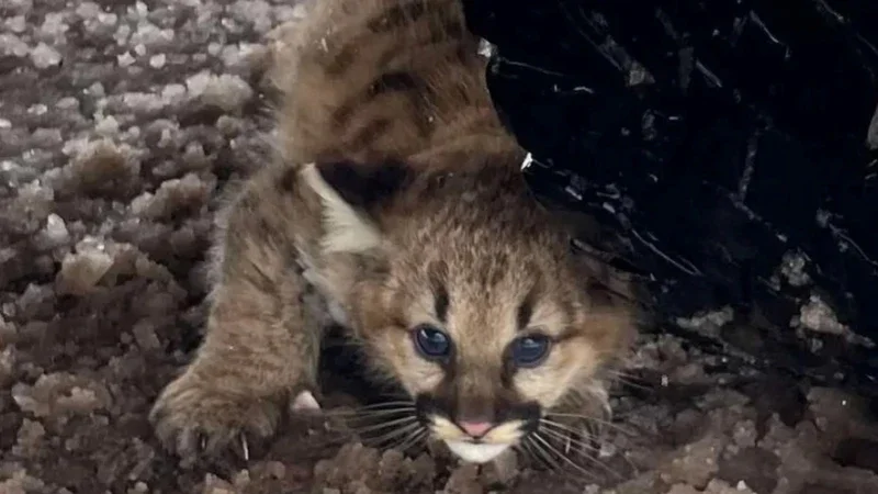 Yüz ildən sonra təbiət möcüzəsi: Puma balaları yenidən ortaya çıxdı