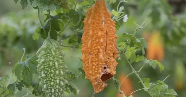 Şəkərin ən güclü təbii DƏRMANI