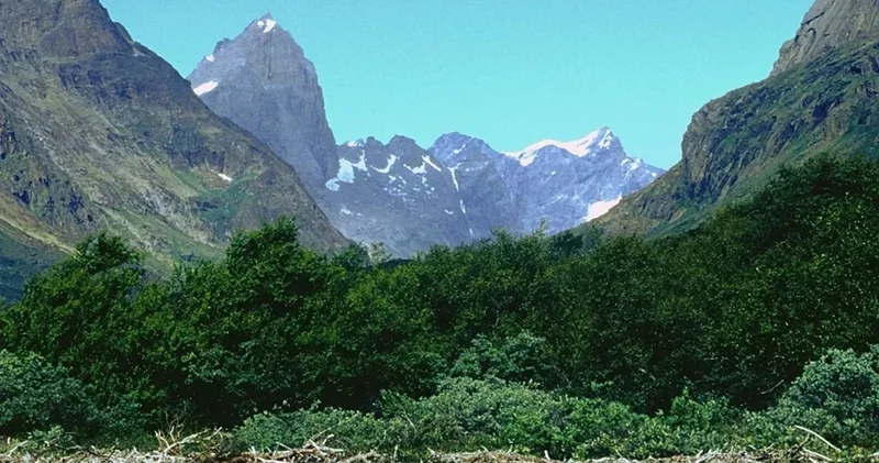 Qrenlandiyanın min illik sirri: Buzlaqların arasındakı gizli meşə...