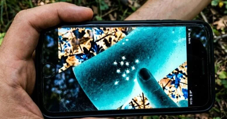 Gənələri aşkar etmək artıq çox asandır: Telefonunuzda bu rejimi açın
