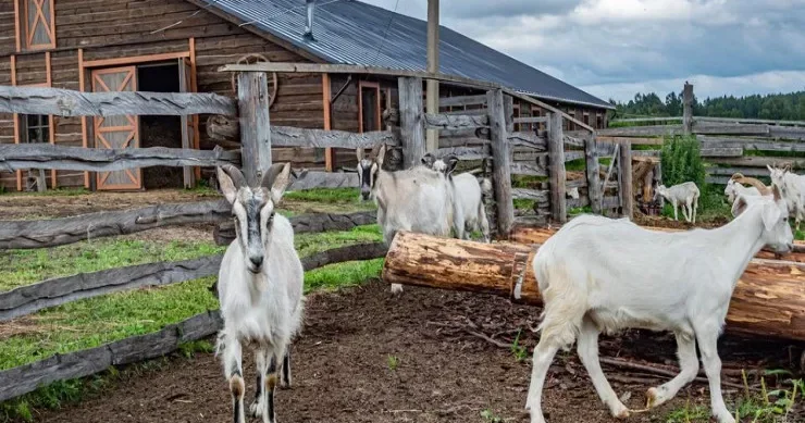 Arvadının atıb getdiyi kişi heyfini keçilərdən çıxdı