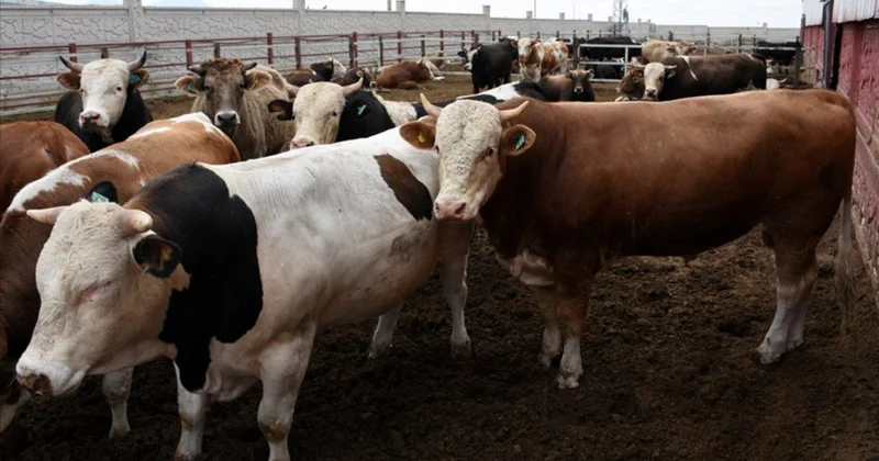 Kreditlə qurban almaq olarmı? Cavab