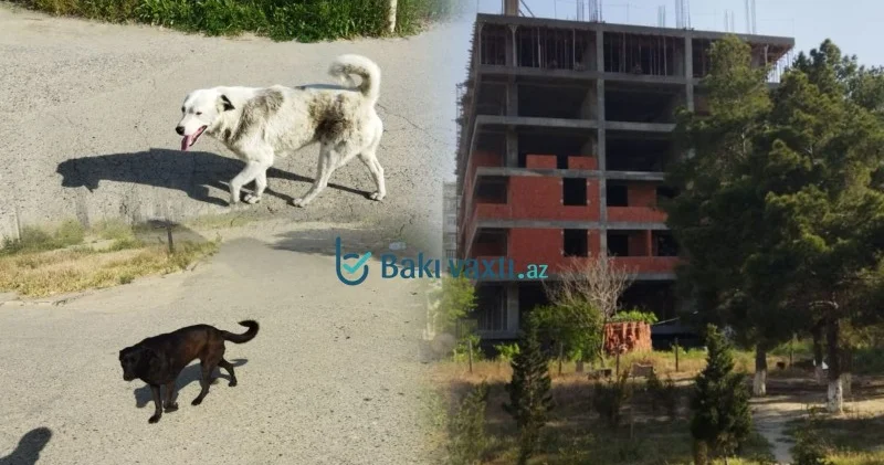 Sumqayıt küçələrində TƏHLÜKƏ: Sahibsiz itlərin hücumları artır, sakinlər narahatdır
