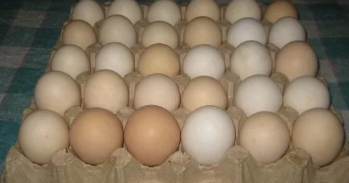 Marketlərdə 16 qəpiyə satılan yumurta Syerra Leoneyə 11 qəpiyə ixrac olunub
