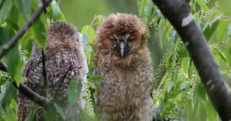 Sabah axşam intensiv yağış yağacaq hava PROQNOZU