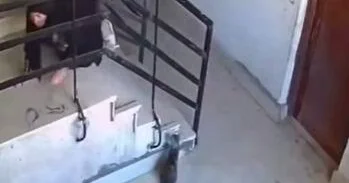 Попытка обидеть кота обернулась мгновенной кармой ВИДЕО