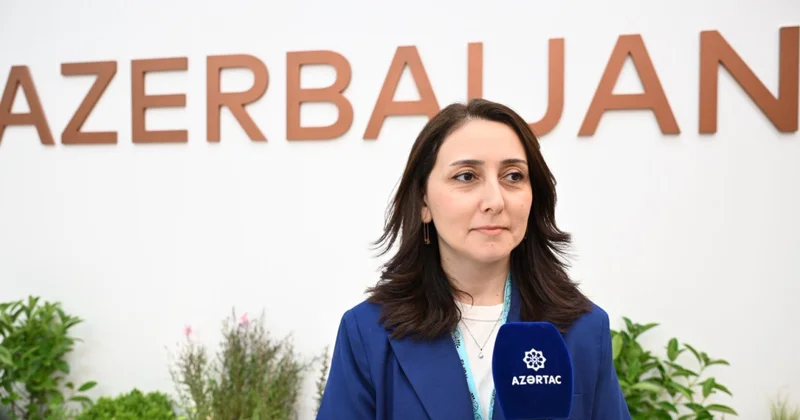 WUF13 rəsmisi: Azərbaycan pavilyonuna maraq getdikcə artır