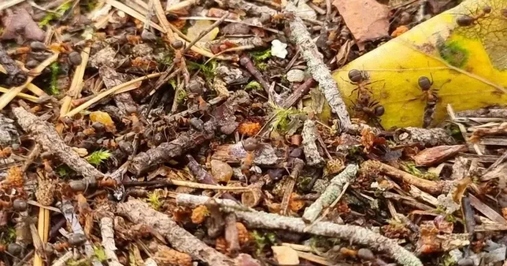 Qarışqalar evə gedən yolu necə tapırlar? Ən yaxşı 5 həşərat qabiliyyəti