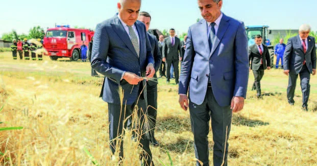 Naxçıvanda taxıl biçini