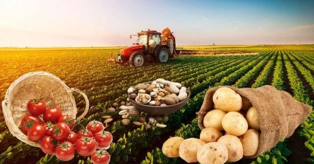 İqtisadçı: İxrac artımı aqrar sektorun, sabit və davamlı inkişafından xəbər verir