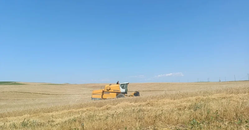 Qazaxda arpa biçininə başlanılıb FOTOLAR