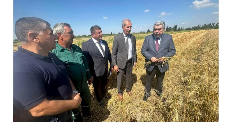 İcra başçısı taxıl sahələrini gəzdi FOTOLAR