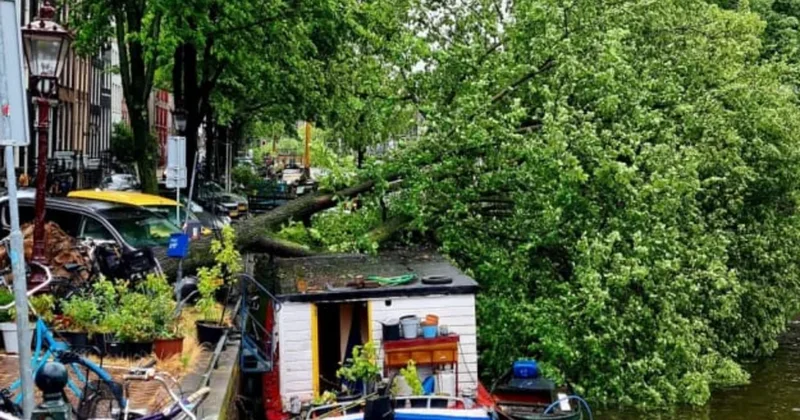 В Нидерландах женщина погибла из за падения дерева во время шторма