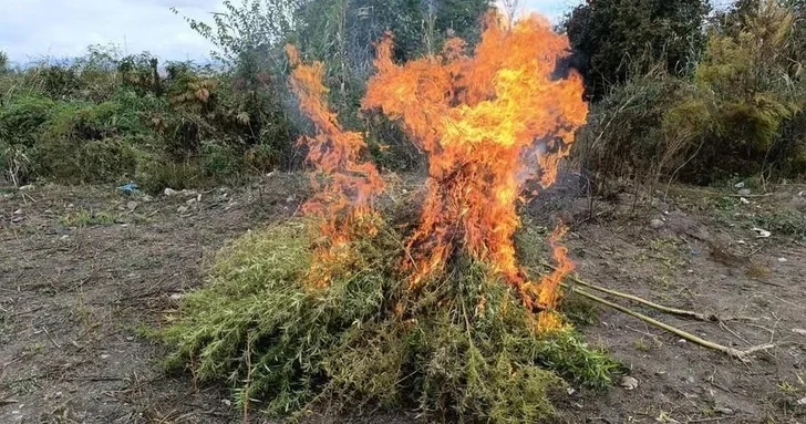 В Азербайджане уничтожено более 24 тысяч кустов конопли