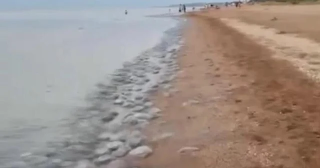 Azov dənizinin çimərliklərini minlərlə nəhəng meduza tutub...