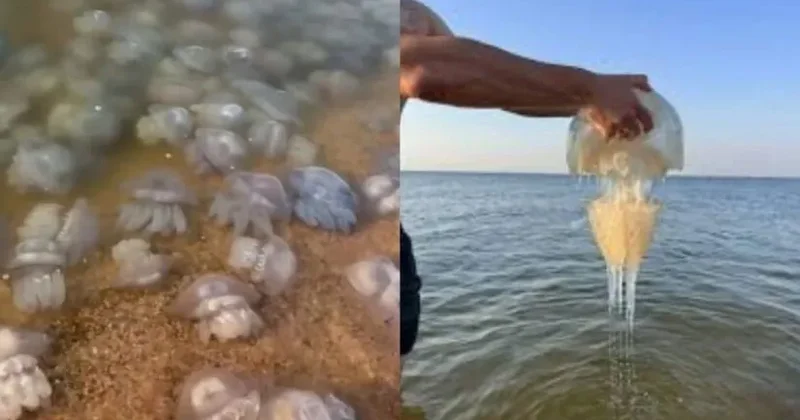Sahilə minlərlə zəhərli meduza çıxdı
