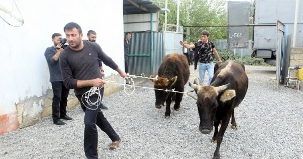 Azərbaycanda bəzi işsiz şəxslərə mal qara veriləcək