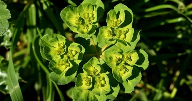 Günəbaxan südləyən (Euphorbia helioscopia) bitkisinin insan sağlamlığına hansı faydaları və təhlükələri var? Video