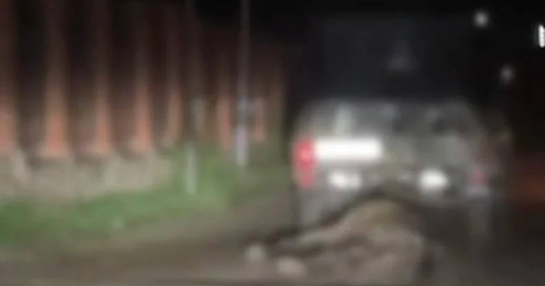 Daşkəsəndə ölmüş heyvanı avtomobillə sürüyən şəxs saxlanıldı (Video)