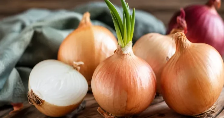Cücərmiş soğanı yemək olarmı?