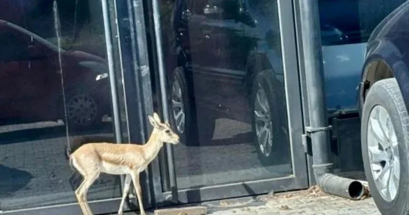 Aslandan sonra indi də ceyran balası axtarılır FOTO