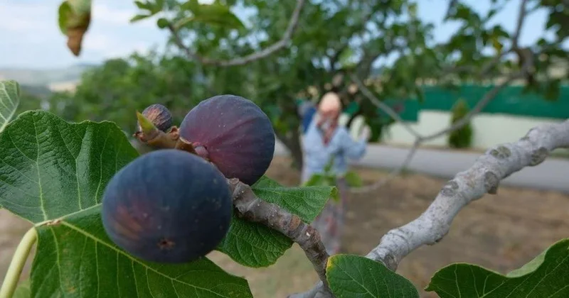 “Kraliça ənciri” Yalnız Bursada yetişir