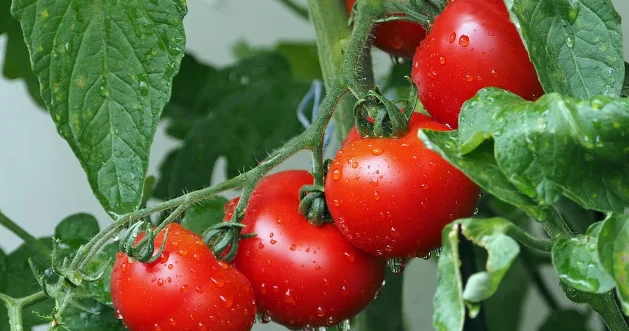 Antioksidantlar, vitaminlər, su və liflə zəngin pomidor insan sağlamlığına faydaları nələrdir? Video