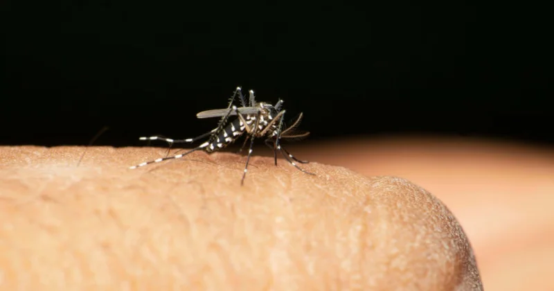 Ölümcül tropik virus Londona yayıla bilər