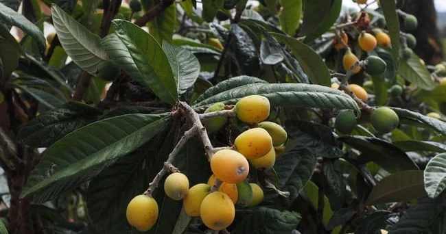 Eriobotrya japonica , Loquat , Muşmula ... Yapon əzgilinin insan sağlamlığına faydaları nələrdir? Video
