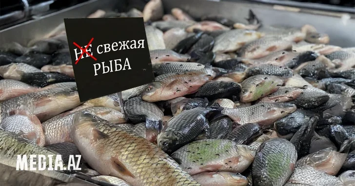 Вкусно, но опасно: как в жару выбрать и хранить рыбу, чтобы не отравиться?