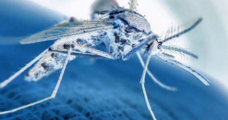 Ölümcül tropik virus Avropanı təhdid edir