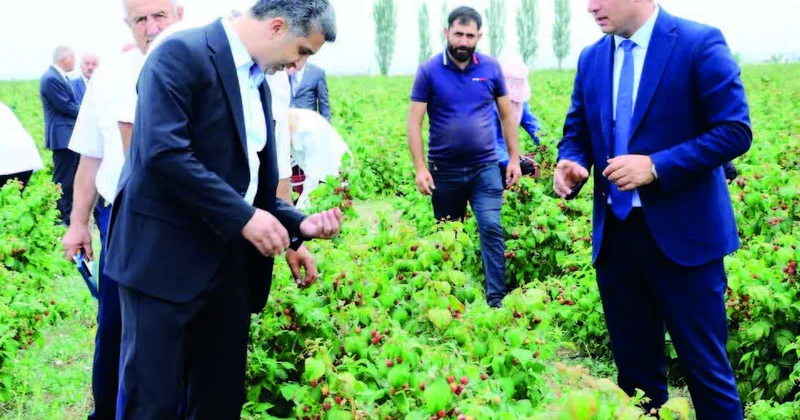 “Dərədə moruq dər, döşdə çiyələk...”
