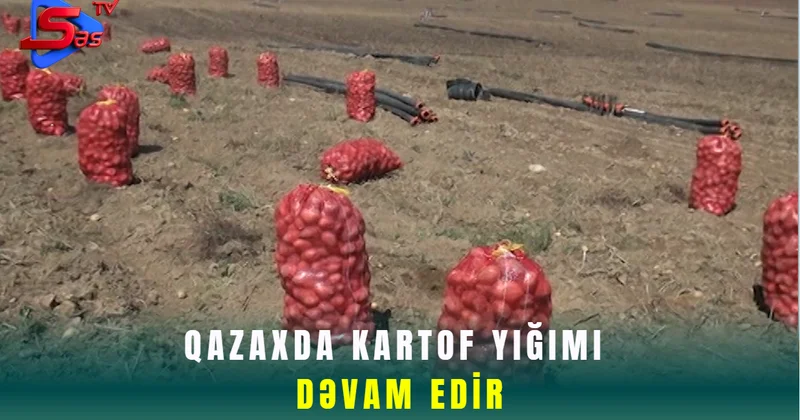 Qazaxda kartof yığımı dəvam edir