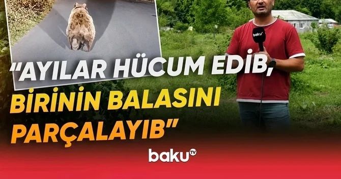 Qubada ayı təhlükəsi: Sakinlər qorxu içində qalıblar