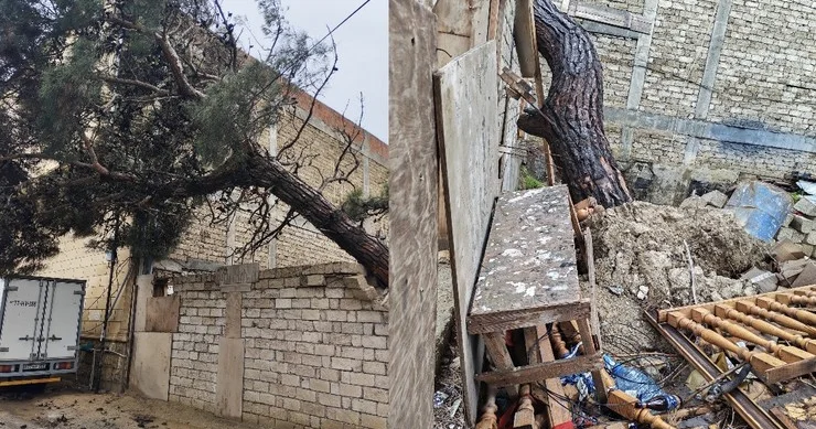 “TAMAMİLƏ REALLIQDAN KƏNARDIR” Sabunçuda ağacların kəsilməsi ilə bağlı xəbərlər yalan çıxdı (VİDEO+FOTO)