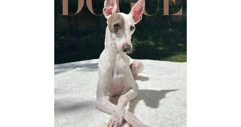 Редакторы Vogue показали обложку журнала с победителем конкурса Dogue
