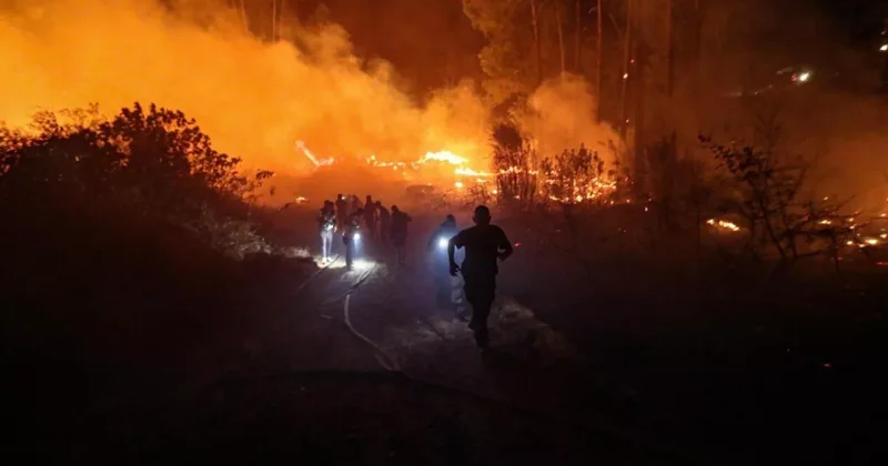 В лесном массиве Аланьи вспыхнул пожар