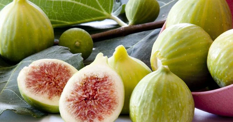 Əncirin ömrü uzatdığı sübut olundu