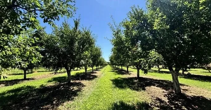 Qoz ağacının altında oturmaq olmaz inancı düz çıxdı elm açıqladı
